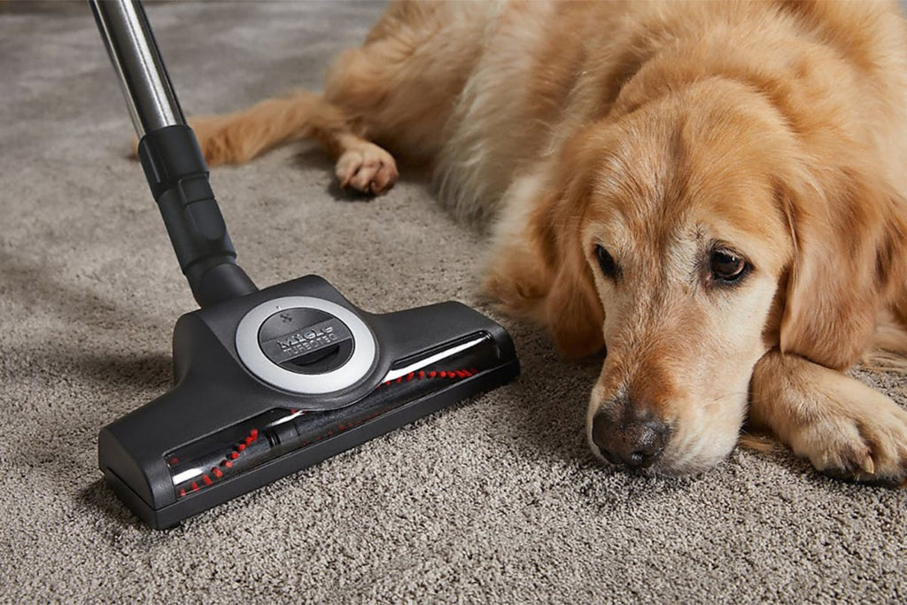 Miele Blizzard CX1 Cat & Dog SKCF5 Bagless Cylinder Vacuum Cleaner | BLIZZARDCAT&DOG