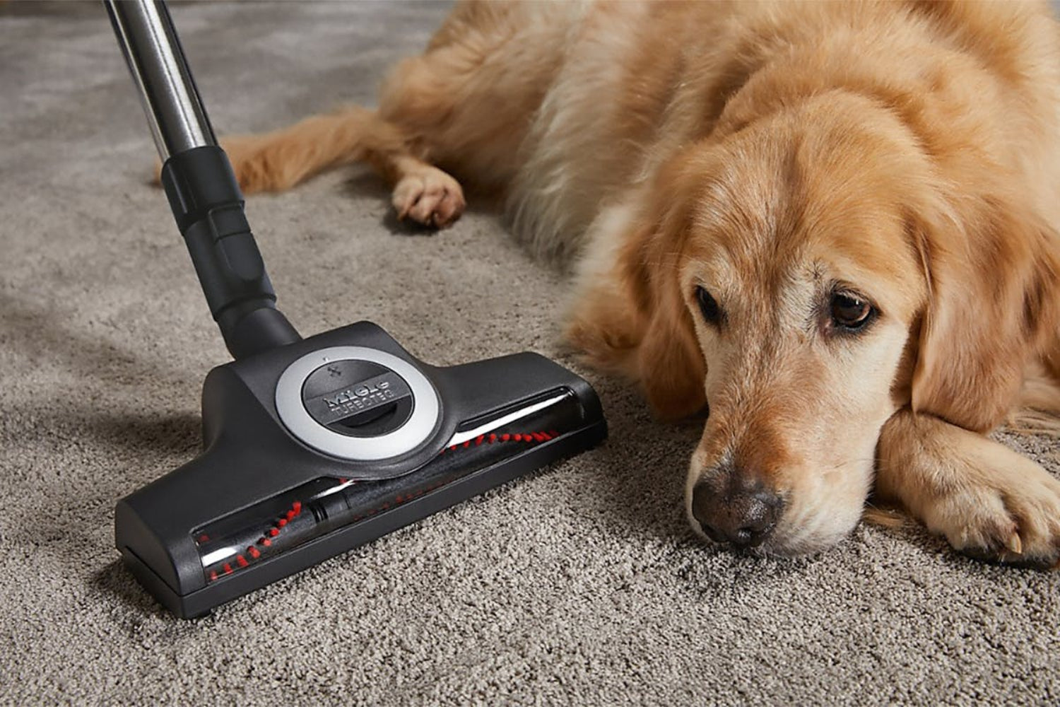 Miele Blizzard CX1 Cat & Dog SKCF5 Bagless Cylinder Vacuum Cleaner | BLIZZARDCAT&DOG